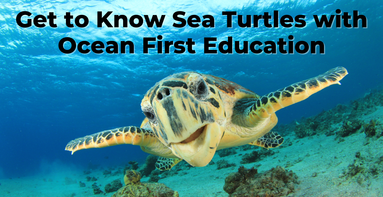 Get to Know Sea Turtles with Ocean First Education