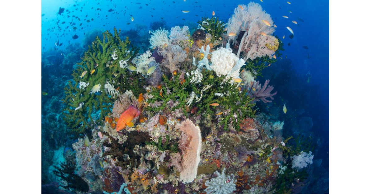 Make the Ocean Your Classroom