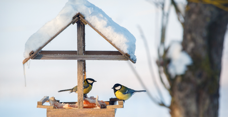 Freebie Friday  -  Websites and Apps for Bird Study