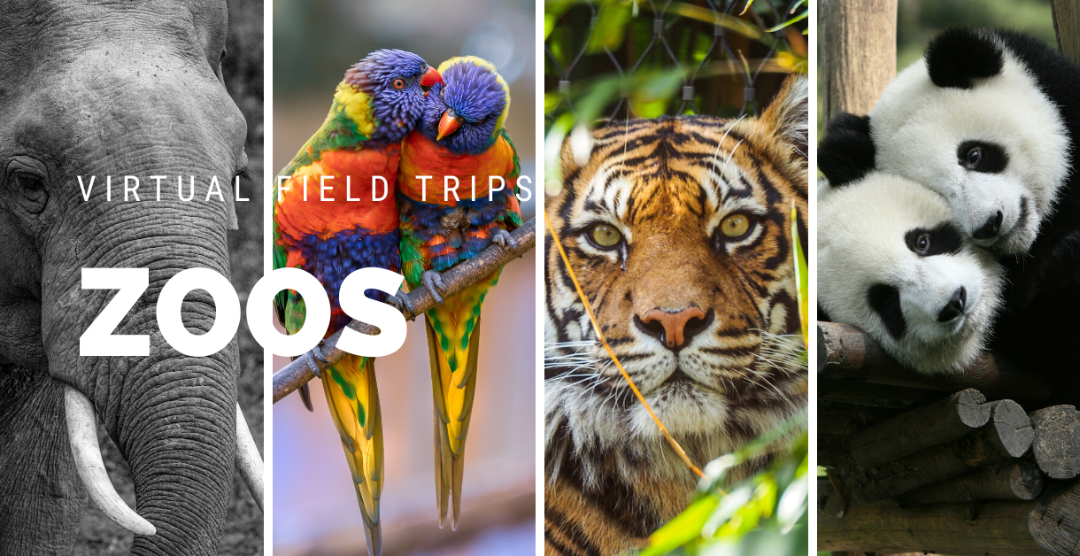 Freebie Friday  -  Virtual Field Trips  -  Zoos